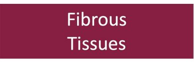 Fibrous tissues